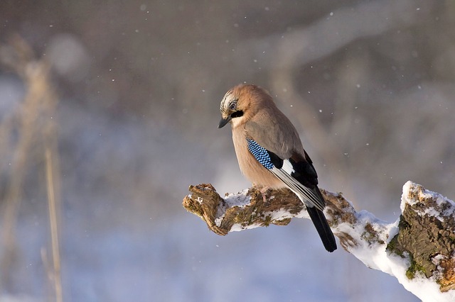 Bird in winter