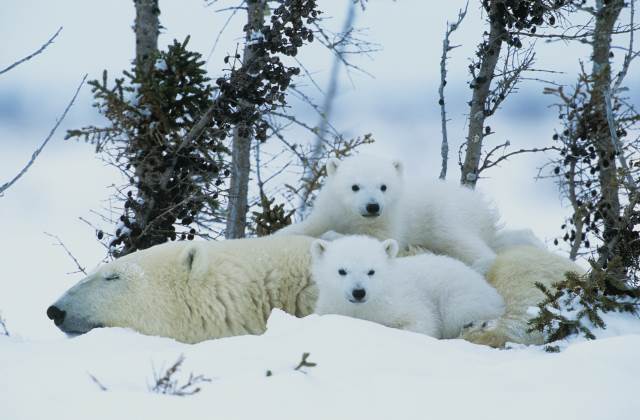 Polar Bears