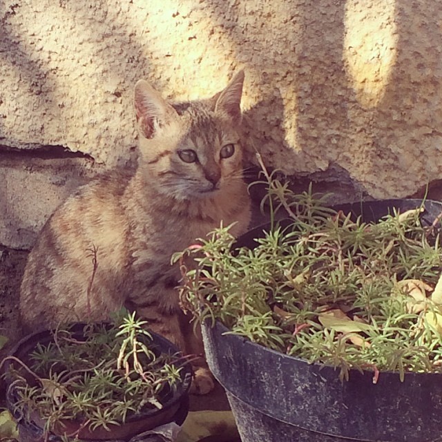 Yellow Kitty in the Sun