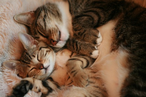 Cats Cuddling