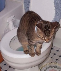 Cat Using Toilet