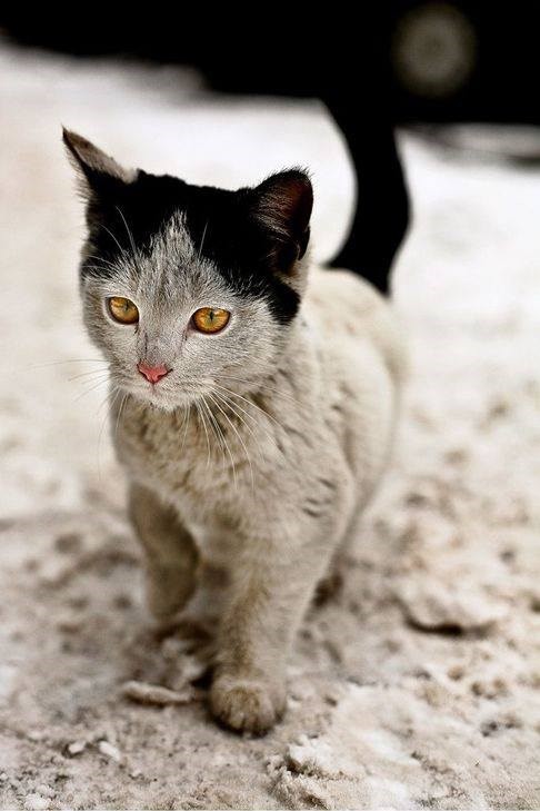 Kitty with unusual markings