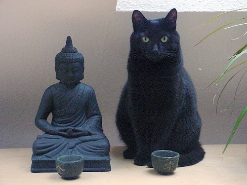 Buddha and the Cat