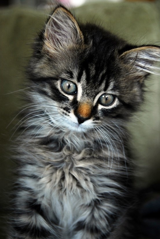Beautiful Kitten