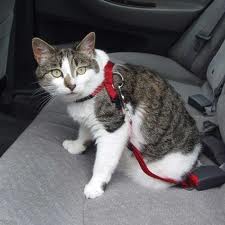 Cat in Car with Leash