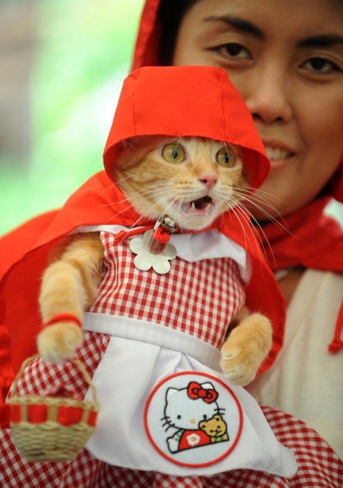 Little Red Riding Kitty