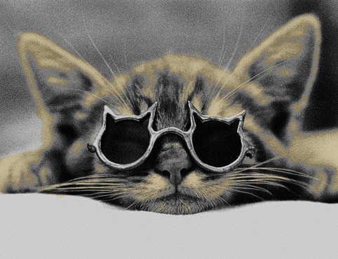 Cute Kitty with Glasses