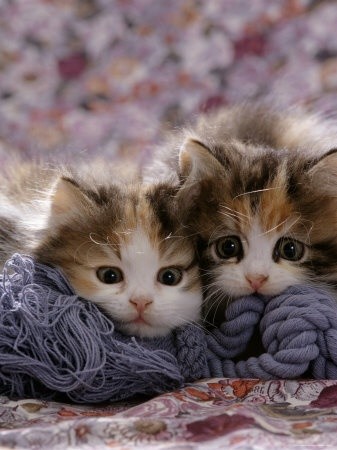Cute kitties