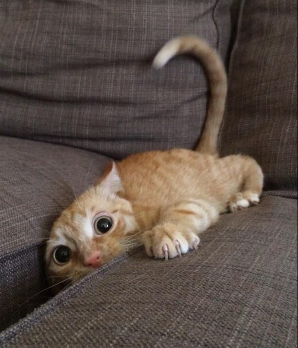 Hide and Seek Kitten