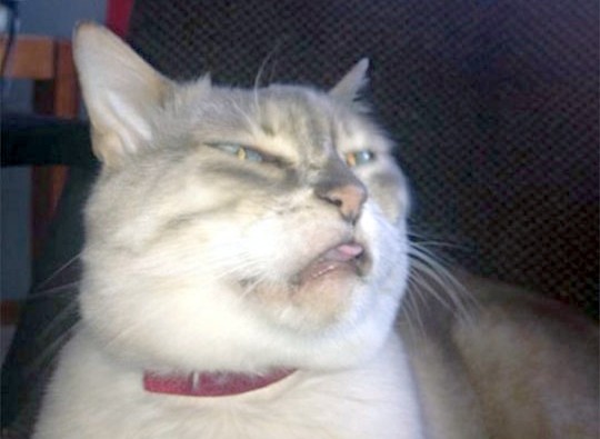 Cat Sneezing