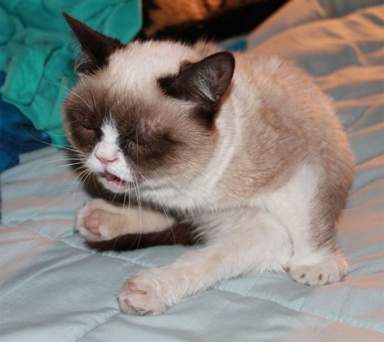 Grumpy Cat Sneeze