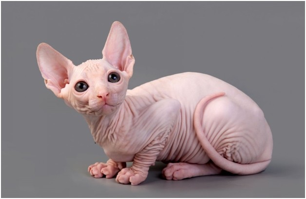The Sphynx Cat