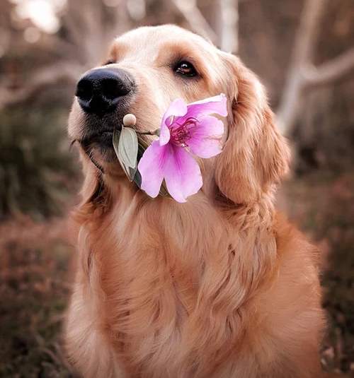 Golden Retriever with a Flower