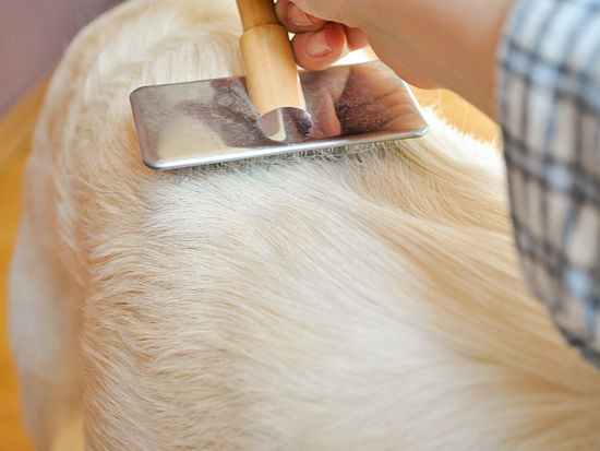 How to Groom a Golden Retriever