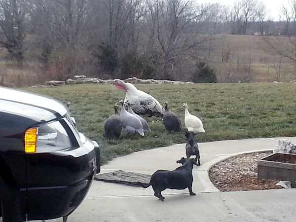 Belle and Bailey and the Turkeys
