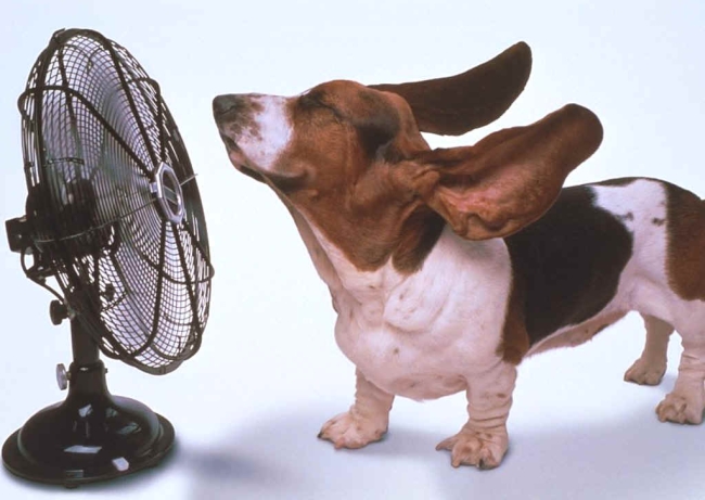 Keeping Dogs Cool in Summer