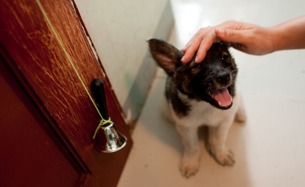 Housebreaking by Bell Method