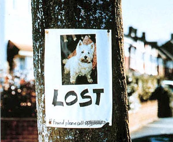 Lost Dogs