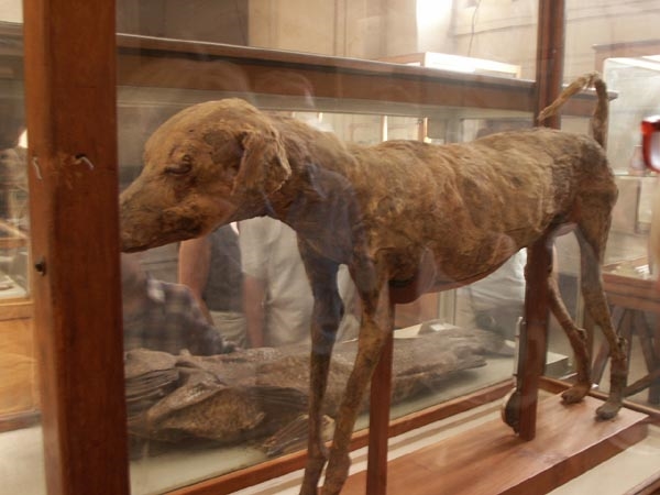 A Mummified Dog