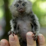 marmoset monkey