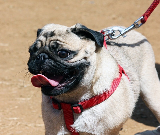 Pug Dog on Leash