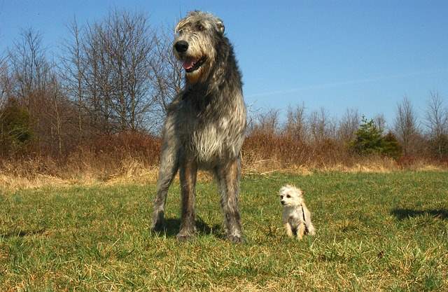 The Irish Wolfhound
