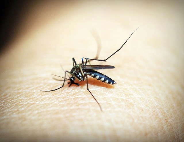 Mosquito Bite