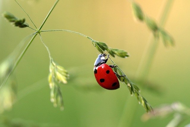 Ladybug on Grass