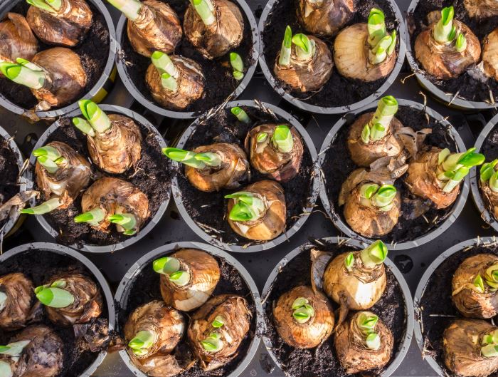 Flower Bulbs in Pots