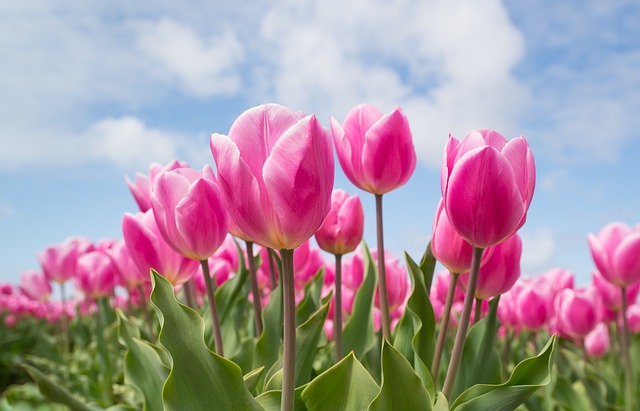Pink Tulips
