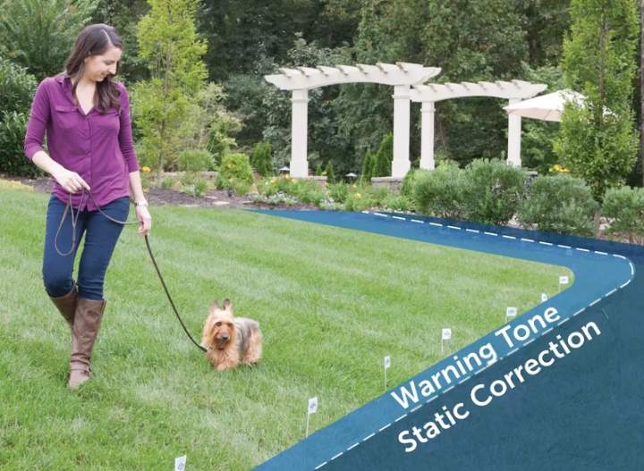 Training Dog to Wireless Fence